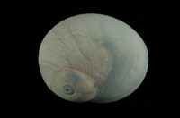 藏品(大玉螺)的圖片